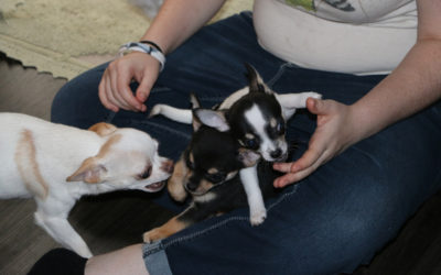 Time For Puppy Play