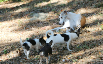 That’s Right! There’s A Whippet!