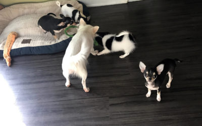 Puppy Sitting