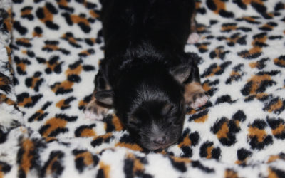 Oops is One Week Old