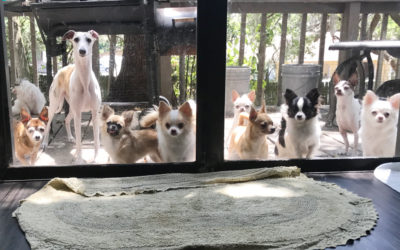 The Line Up