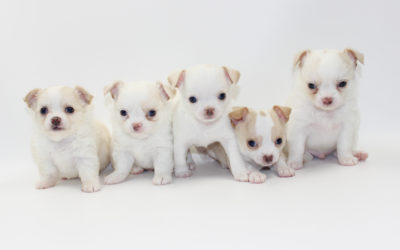 5 Weeks Old