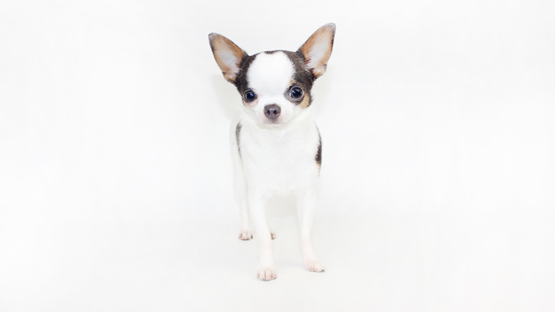 Figgy's Chihuahuas AKC Show Breeder/Handler in Central