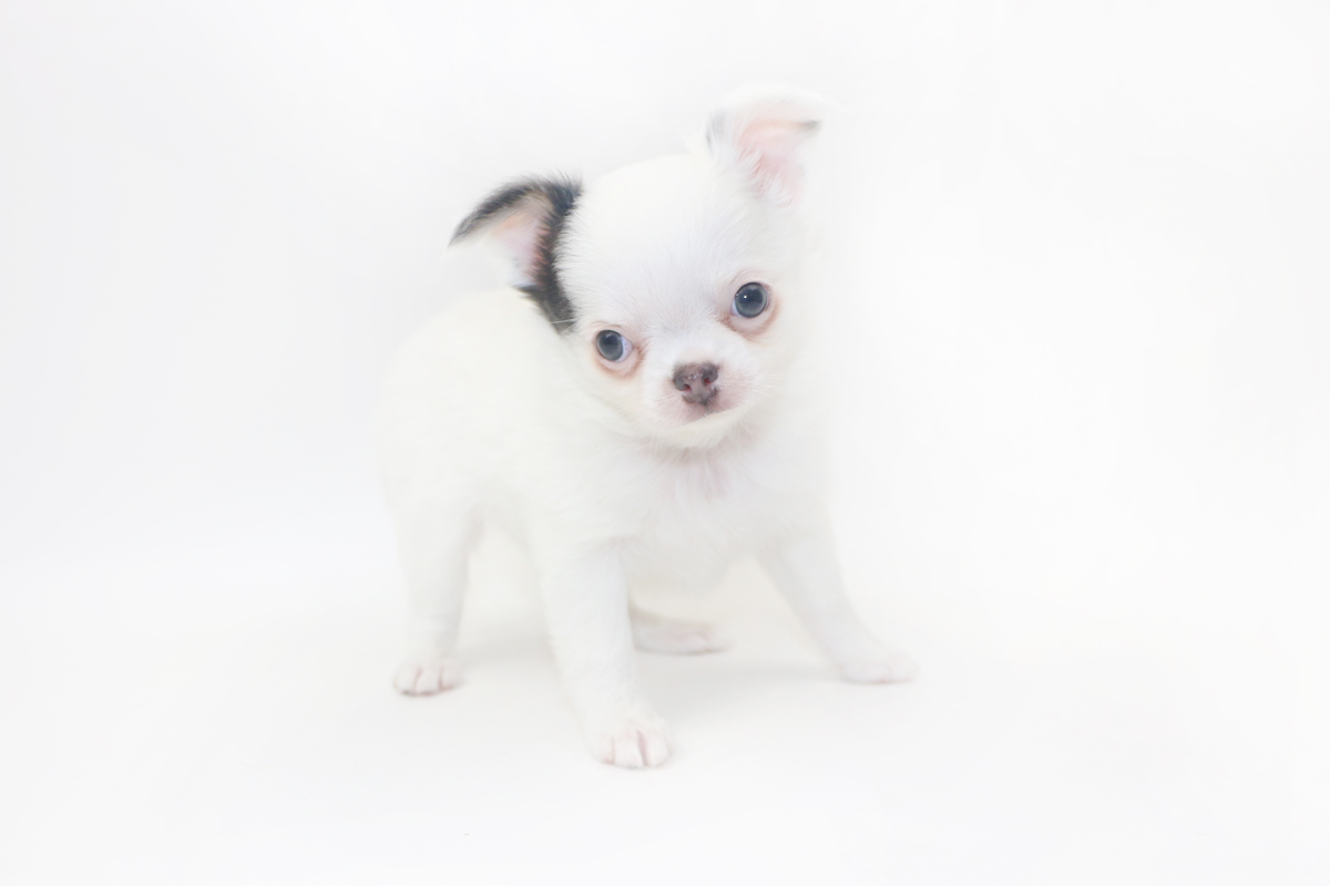 Naughty Peeps - 8 Week Old Chihuahua Puppy - 2lb 3 oz