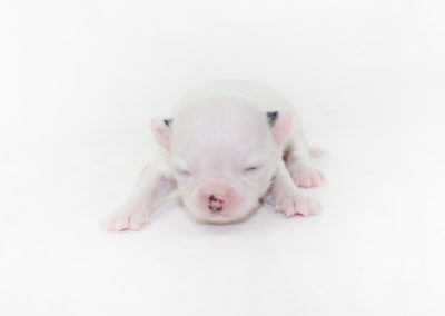 Jelly Bean-itini - 1 Week Old Chihuahua Puppy - 5.8 ozs.
