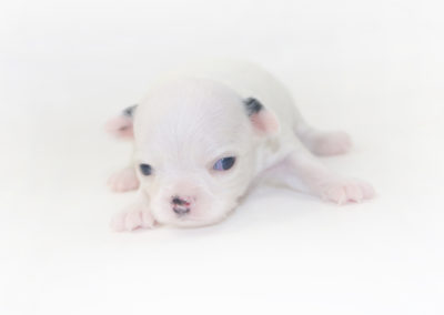 Jelly Bean-itini - 2 Week Old Chihuahua Puppy - 8 ozs.