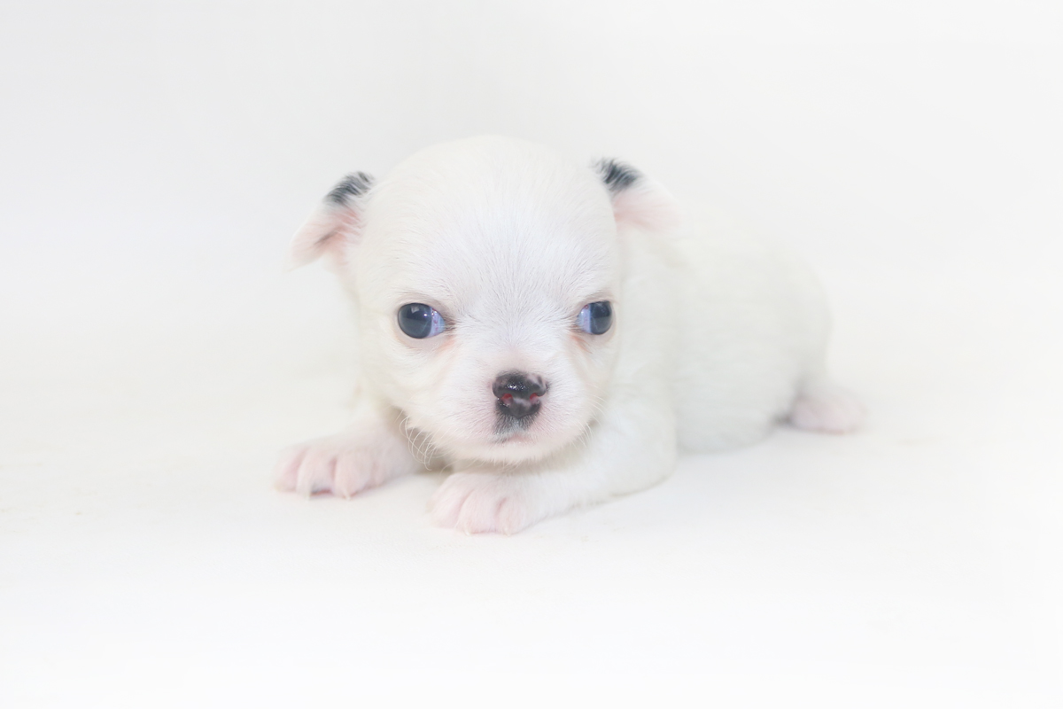 Jelly Bean-itini - 3 Week Old Chihuahua Puppy - 12 ozs.