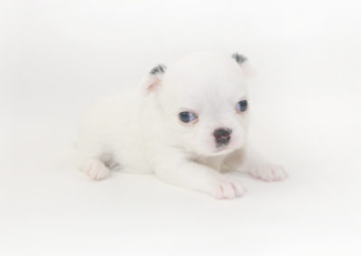 Jelly Bean-itini - 4 Week Old Chihuahua Puppy - 1 lb 1.5 ozs.