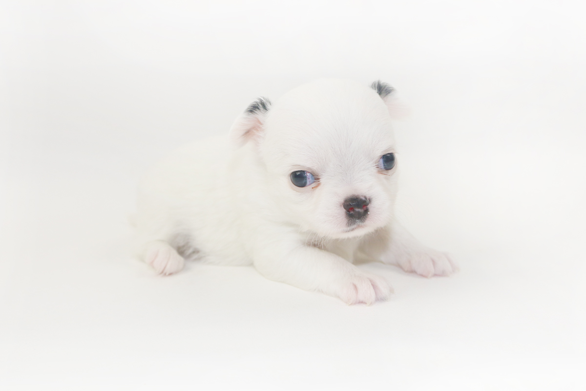 Jelly Bean-itini - 4 Week Old Chihuahua Puppy - 1 lb 1.5 ozs.