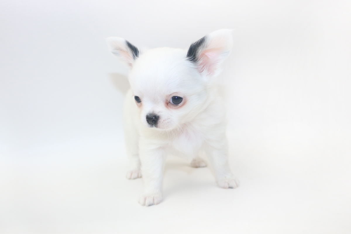 Jelly Bean-itini - 7 Week Old Chihuahua Puppy - 1 lb 9 ozs.