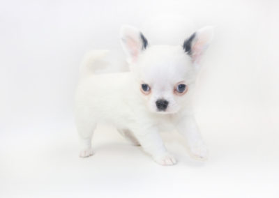 Jelly Bean-itini - 8 Week Old Chihuahua Puppy - 1 lb 11 ozs.