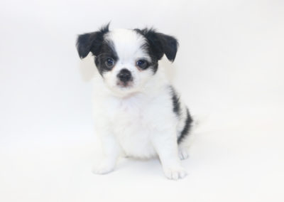 Speckled Egg Mimosa - 8 Week Old Chihuahua Puppy - 2 lbs 10 oz.