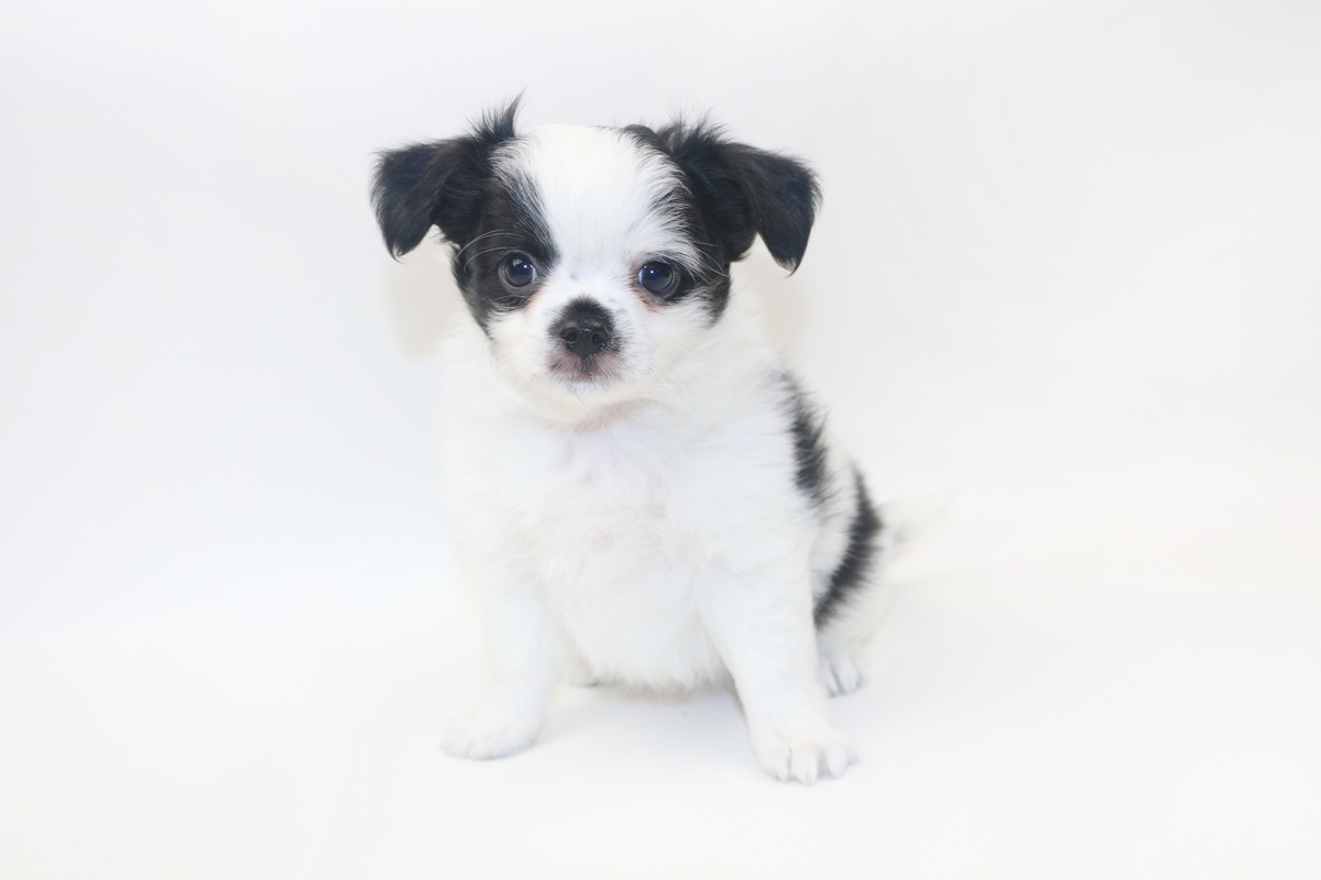 Speckled Egg Mimosa - 8 Week Old Chihuahua Puppy - 2 lbs 10 oz.