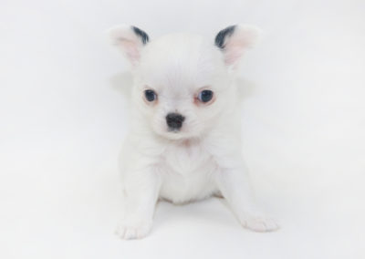 Jelly Bean-itini - 5 Week Old Chihuahua Puppy - 1 lb 3.5 ozs.
