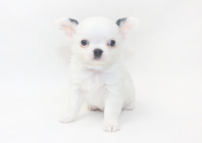 Jelly Bean-itini - 6 Week Old Chihuahua Puppy - 1 lb 6 ozs.