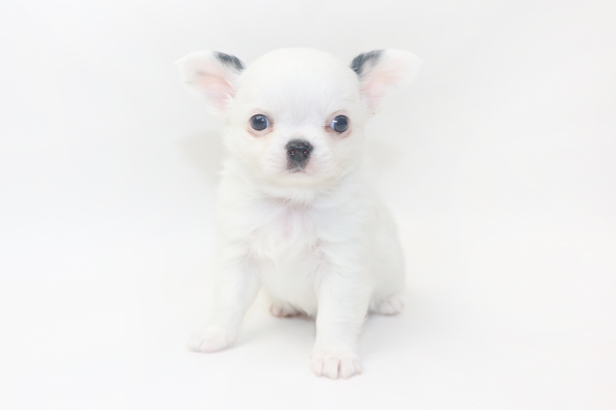 Jelly Bean-itini - 6 Week Old Chihuahua Puppy - 1 lb 6 ozs.