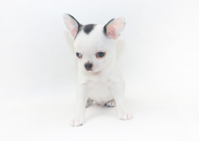 Hippity Hoppity - 8 Week Old Chihuahua Puppy- 2 lb 10 oz