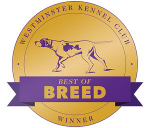 2020 Westminster Long Coat Chihuahua Best of Breed!