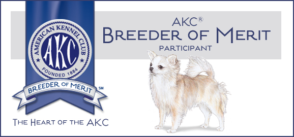 AKC Chihuahua Breeder of Merit