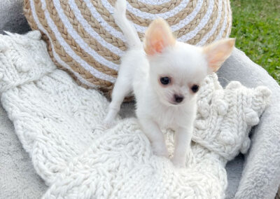 Coquito Cream Long Coat Puppy for Sale in Florida
