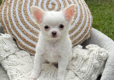 Eggnog Cream Long Coat Puppy for Sale in Florida