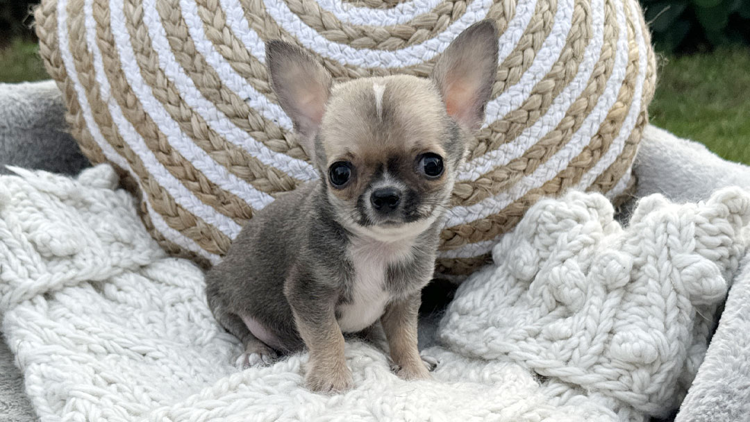 Harvest Tiny Black Sabled Fawn Smooth Coat Puppy for Sale in Florida