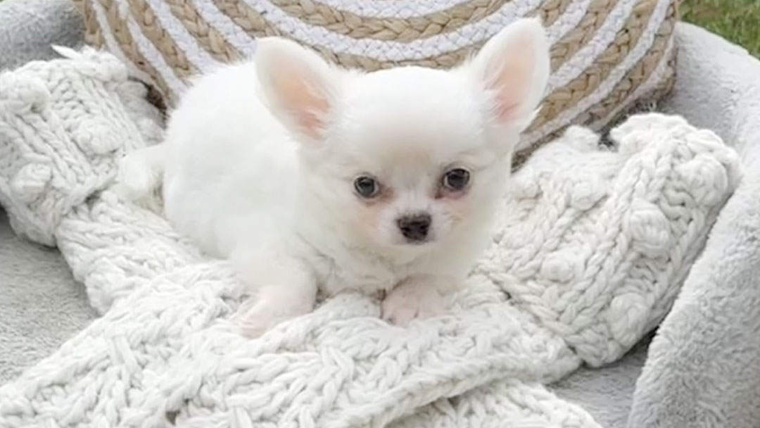 Wonton Cream Long Coat Puppy for Sale in Florida