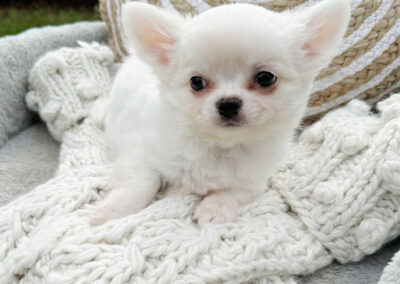 Wonton Cream Long Coat Puppy for Sale in Florida