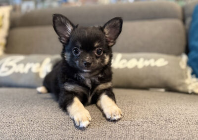 Lilith Black and Tan Long Coat AKC Chihuahua Puppy for sale in Florida