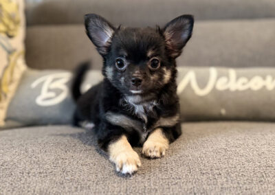 Lilith Black and Tan Long Coat AKC Chihuahua Puppy for sale in Florida