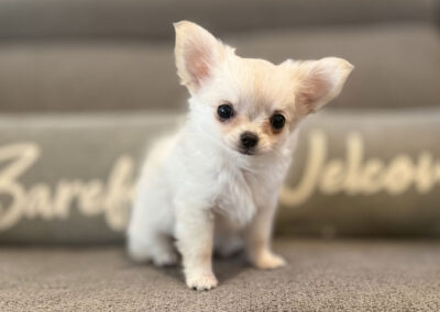 Carly - Cream Long Coat Female AKC Chihuahua Puppy for sale in Florida - 15 Weeks Old