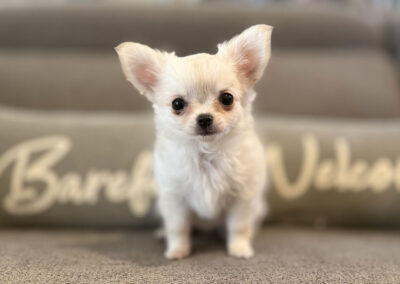 Carly - Cream Long Coat Female AKC Chihuahua Puppy for sale in Florida - 15 Weeks Old
