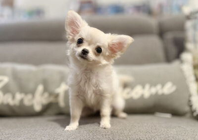 Carly - Cream Long Coat Female AKC Chihuahua Puppy for sale in Florida - 15 Weeks Old