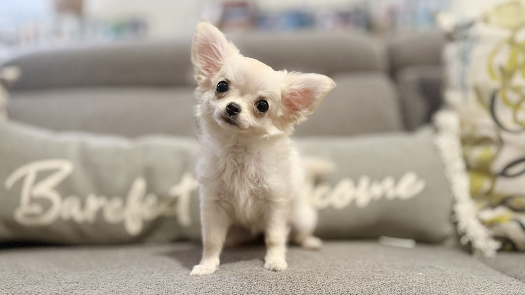 Carly - Cream Long Coat Female AKC Chihuahua Puppy for sale in Florida - 15 Weeks Old