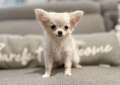 Carly - Cream Long Coat Female AKC Chihuahua Puppy for sale in Florida - 15 Weeks Old