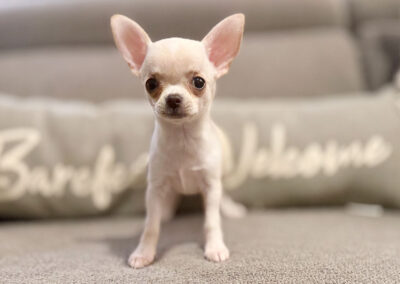 Dawn - Cream Smooth Coat Female AKC Chihuahua Puppy for sale in Florida - 10 Weeks Old