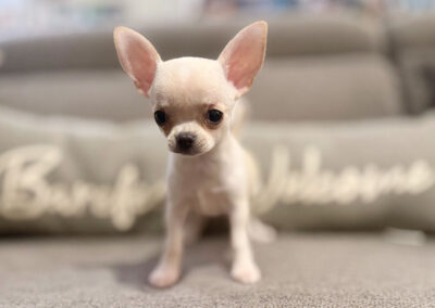 Dawn - Cream Smooth Coat Female AKC Chihuahua Puppy for sale in Florida - 10 Weeks Old