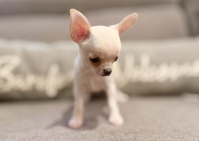 Dawn - Cream Smooth Coat Female AKC Chihuahua Puppy for sale in Florida - 10 Weeks Old