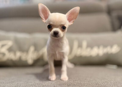 Dawn - Cream Smooth Coat Female AKC Chihuahua Puppy for sale in Florida - 10 Weeks Old