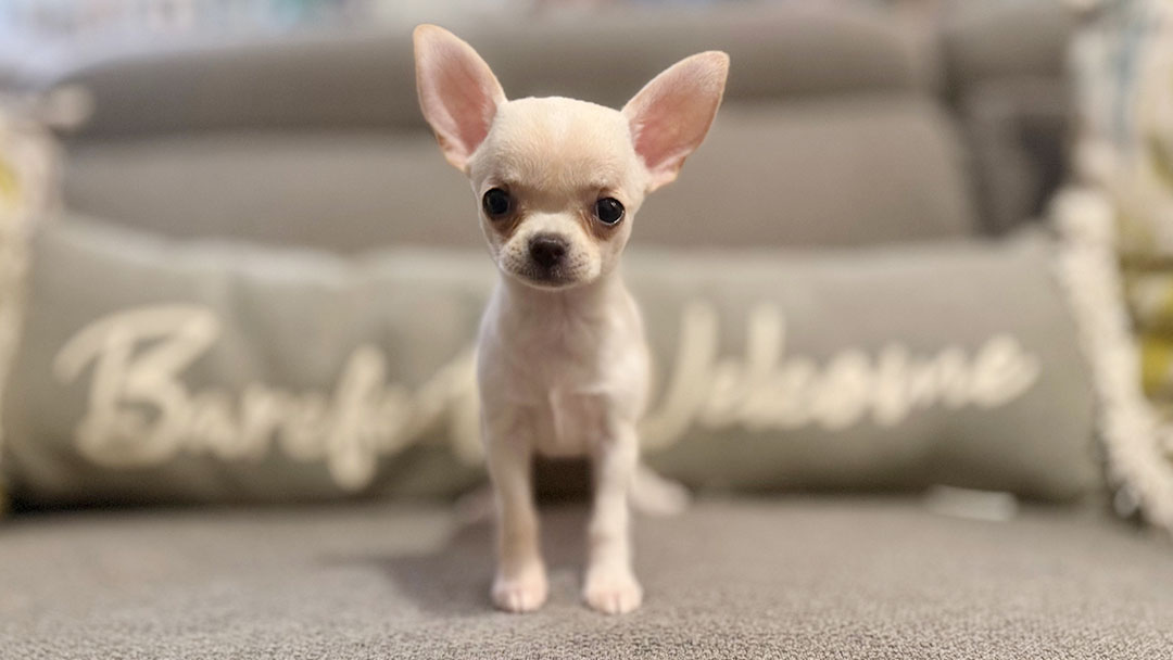 Dawn - Cream Smooth Coat Female AKC Chihuahua Puppy for sale in Florida - 10 Weeks Old