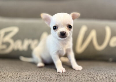 Dawn - Cream Smooth Coat Female AKC Chihuahua Puppy for sale in Florida - 6 Weeks Old