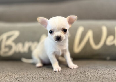 Dawn - Cream Smooth Coat Female AKC Chihuahua Puppy for sale in Florida - 6 Weeks Old