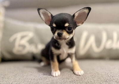 Eddy - Black & Tan Smooth Coat Male AKC Chihuahua Puppy for sale in Florida - 10 Weeks Old