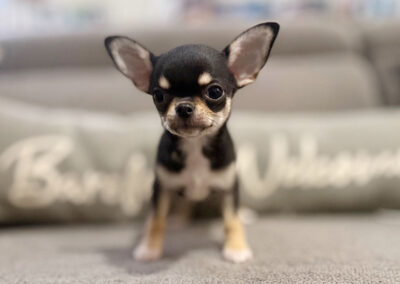 Eddy - Black & Tan Smooth Coat Male AKC Chihuahua Puppy for sale in Florida - 10 Weeks Old