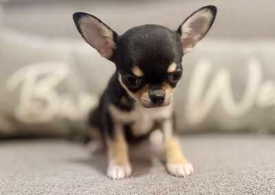 Eddy - Black & Tan Smooth Coat Male AKC Chihuahua Puppy for sale in Florida - 10 Weeks Old