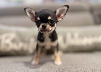 Eddy - Black & Tan Smooth Coat Male AKC Chihuahua Puppy for sale in Florida - 10 Weeks Old
