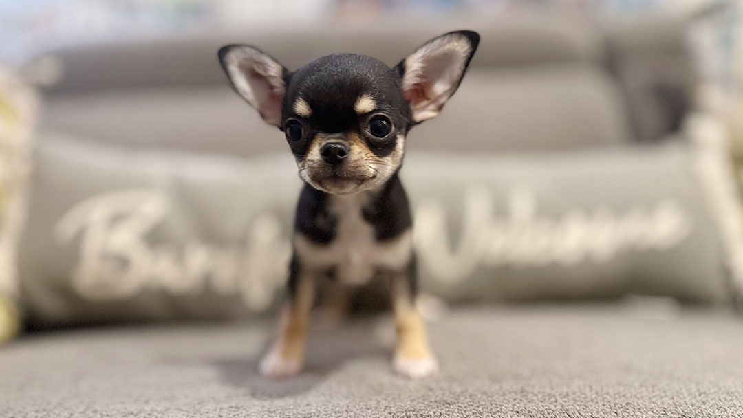 Eddy - Black & Tan Smooth Coat Male AKC Chihuahua Puppy for sale in Florida - 10 Weeks Old