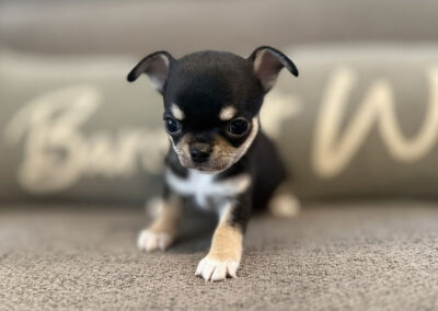 Eddy - Black & Tan Smooth Coat Male AKC Chihuahua Puppy for sale in Florida - 6 Weeks Old