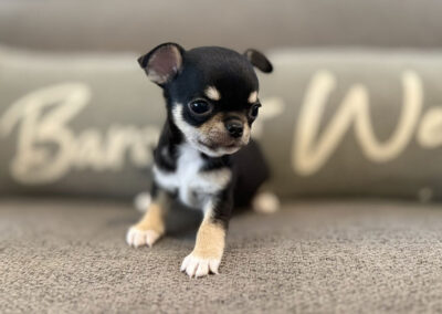 Eddy - Black & Tan Smooth Coat Male AKC Chihuahua Puppy for sale in Florida - 6 Weeks Old