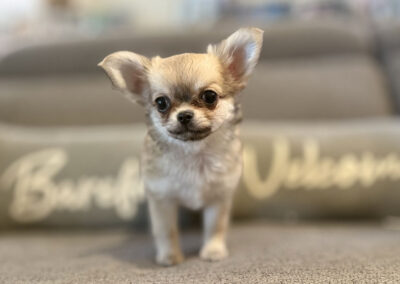 Fergie Sabled Fawn Long Coat Female AKC Chihuahua Puppy for sale in Florida - 11 Weeks Old